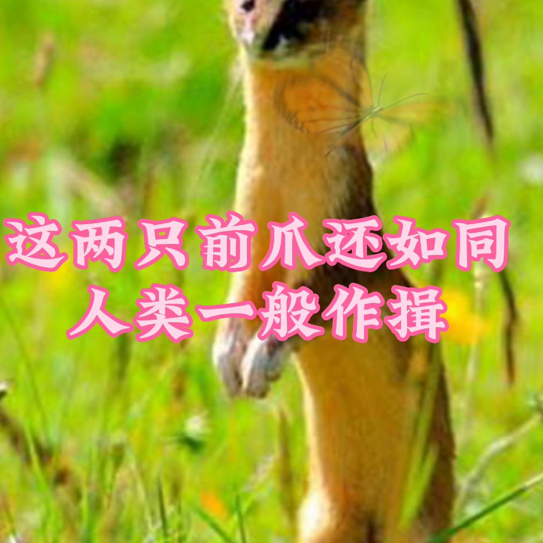 姘戦棿鏁呬簨鏁戜汉鎬у懡鐨勯粍榧犵嫾,鏁戜簡鐥呴噸鐨勯粍榧犵嫾姘戦棿鏁呬簨