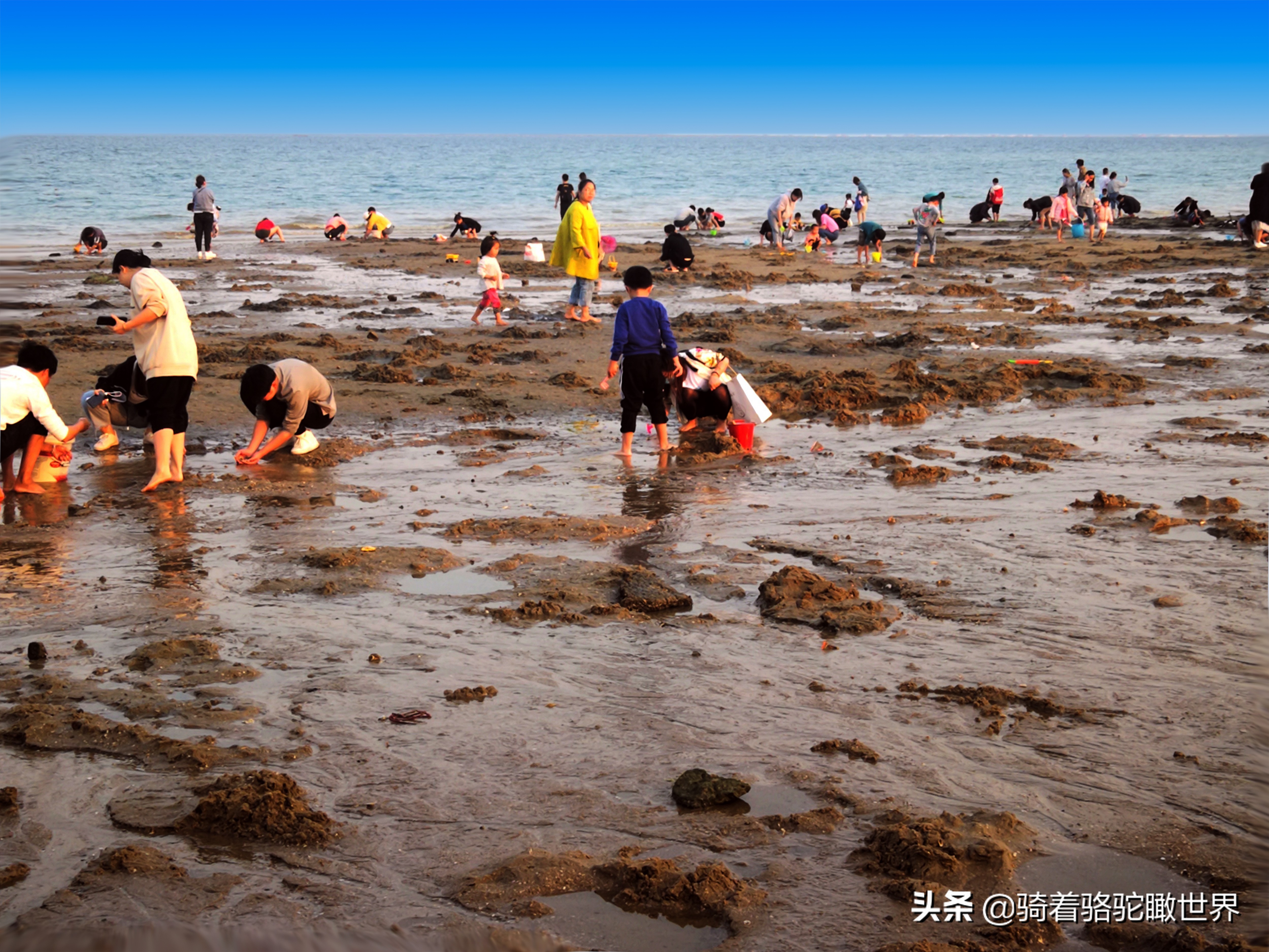 厦门彩虹沙滩哪一段赶海最好,黄金海岸赶海拾贝最佳地点