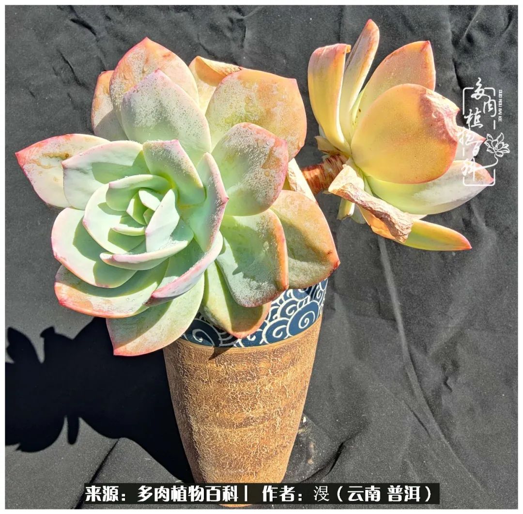 云南的冬天没有云！养肉七年，不谈得失，只论陪伴！