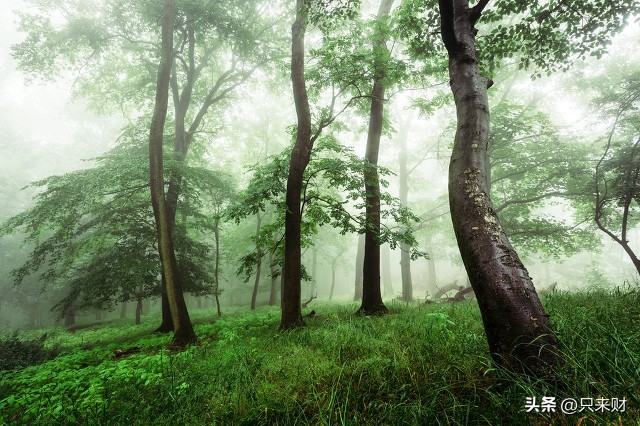 所谓致富能力，大都是偷蒙拐骗诈之类吗？