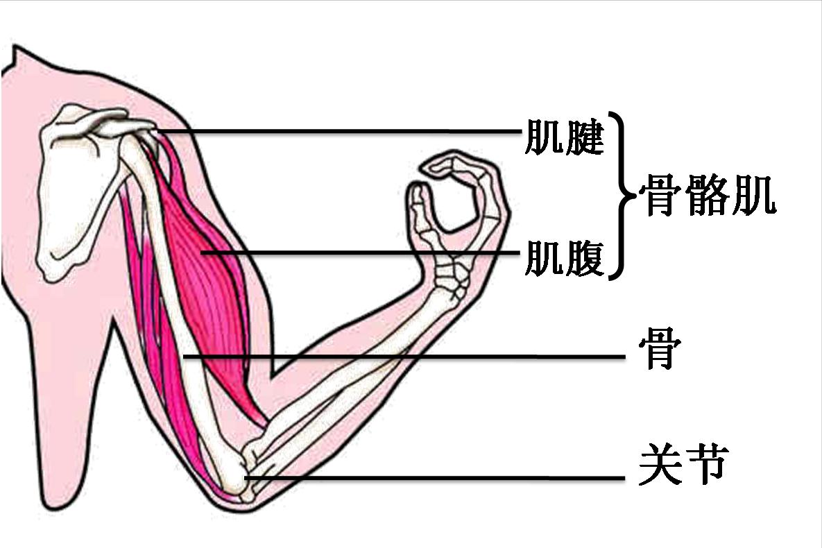 2023八年级上册生物必背考点归纳,2022八年级生物地理会考重点