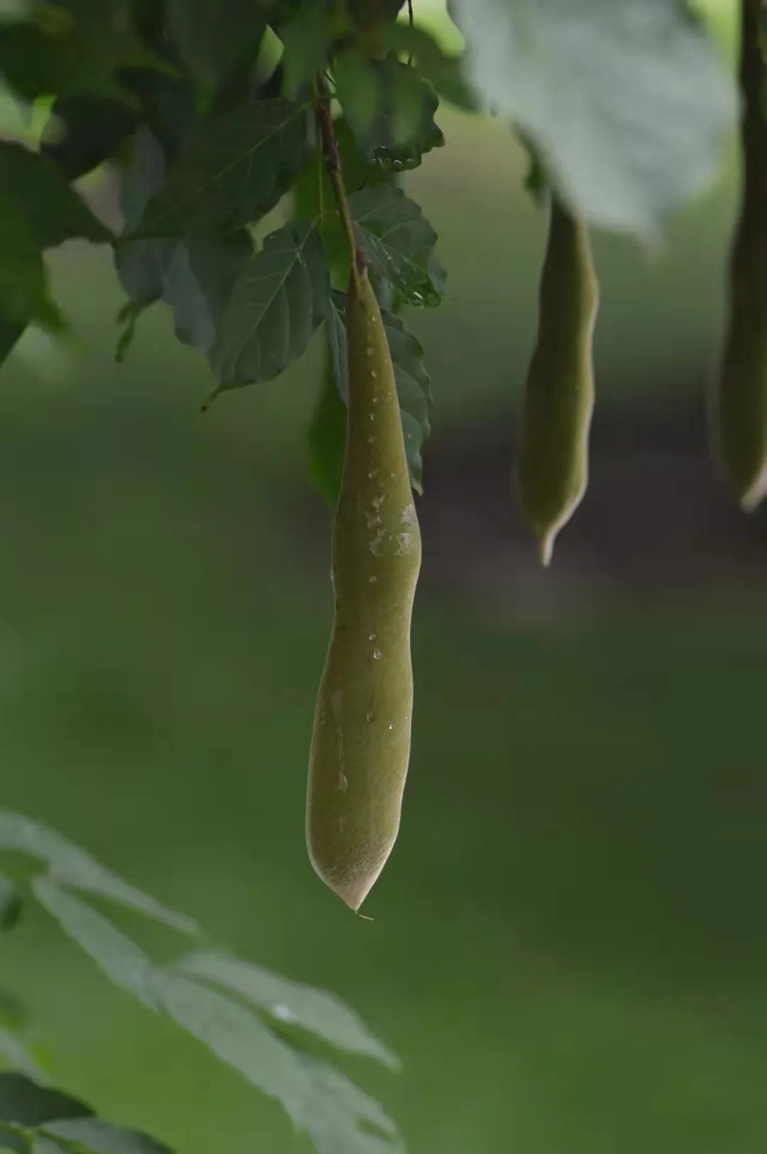 紫藤花，一锅炖不下的豆科，也有浪漫的一帘幽梦｜花名册No.00079