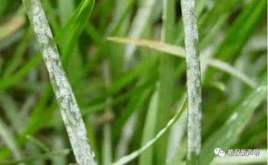 草坪要除草的方法,草坪锈病的病害预测及防治策略