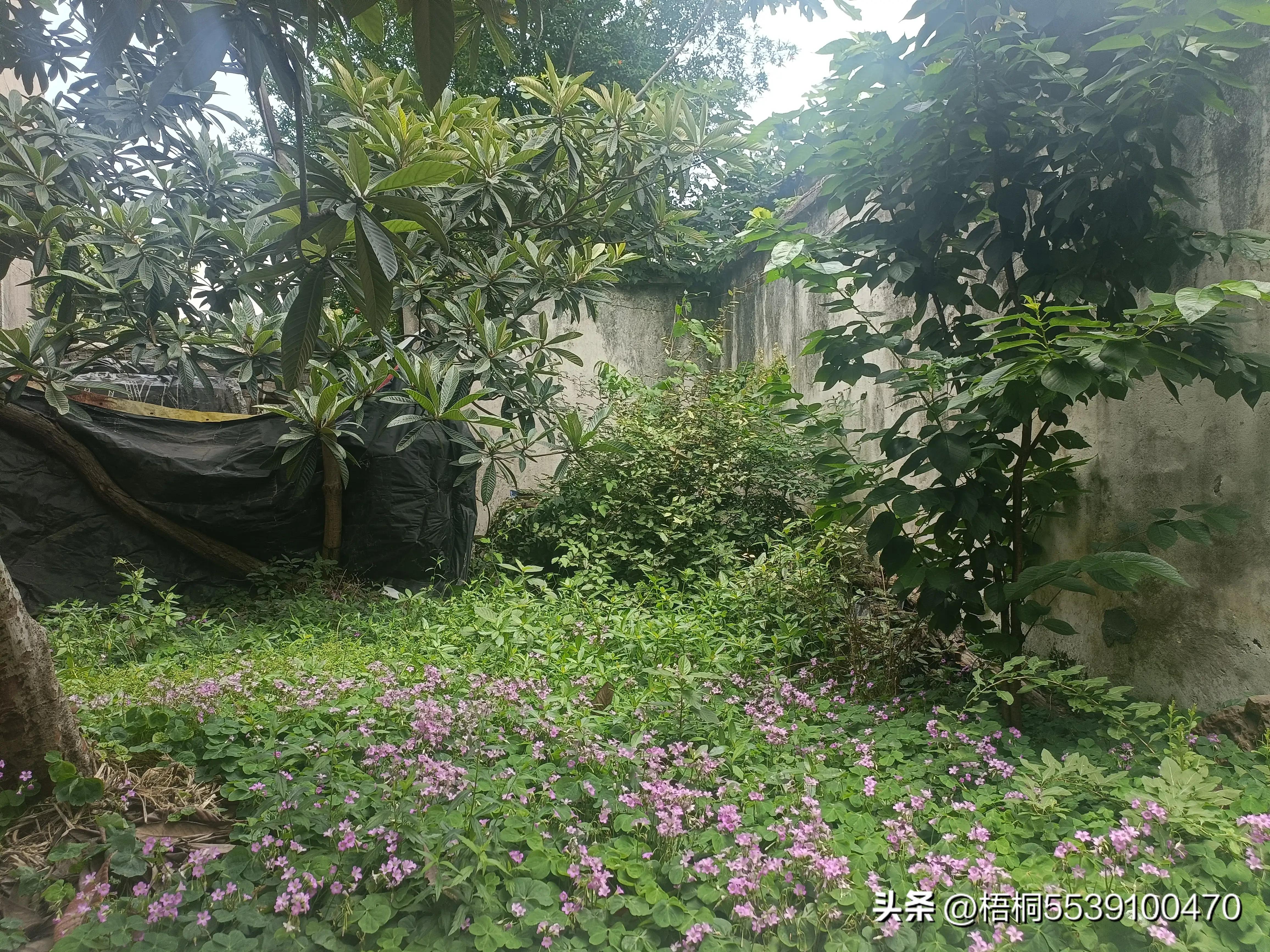 苏州洞庭西山有什么好玩的,苏州太湖东山还是西山好玩