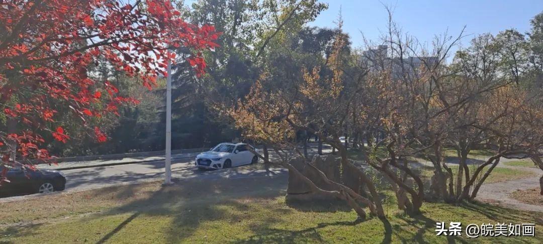 安徽大学好看的风景,高校最美秋景