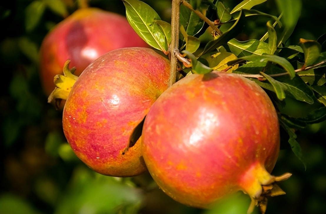 石榴大面积种植方法最简单,盆栽软籽石榴怎么种植