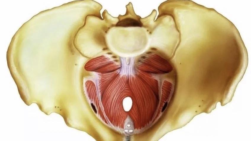 上了年龄子宫能修复吗,年纪大了子宫掉出来了