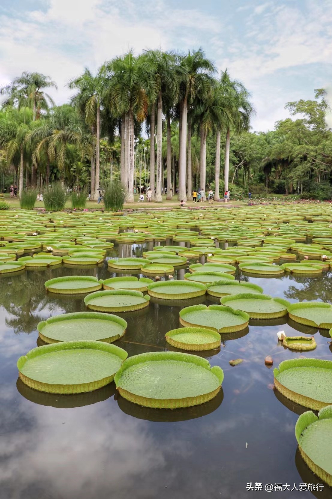 云南西双版纳热带植物园官网,西双版纳植物园全面讲解