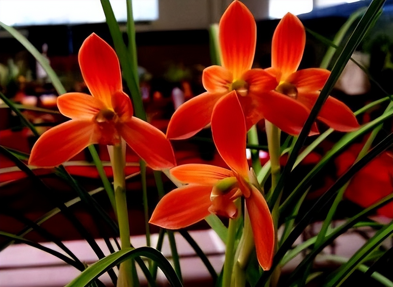 此兰花“红得发紫”，是兰花界的通用粮票，花色独特，曾屡获金奖