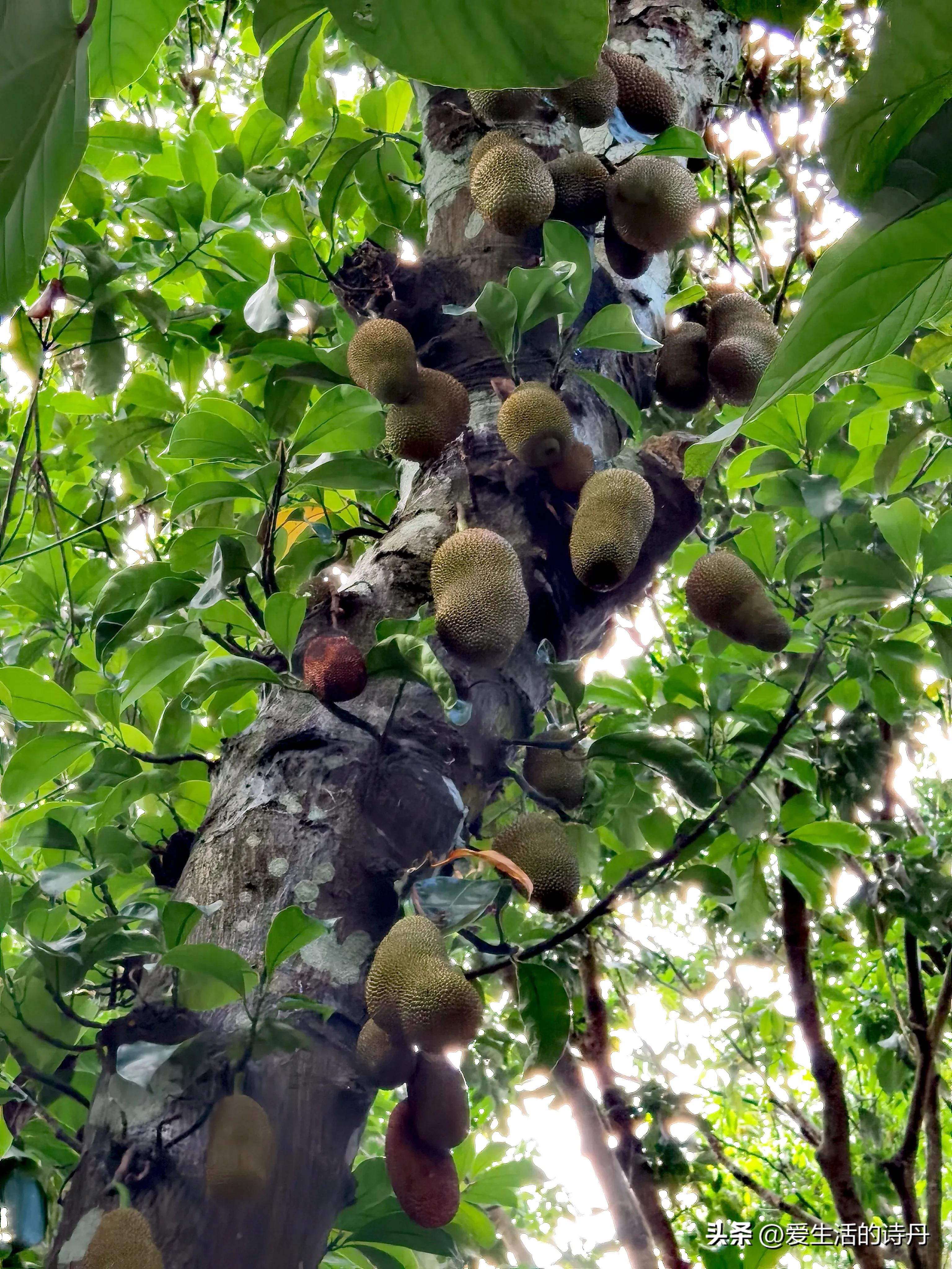 兴隆热带植物园游玩,兴隆植物园旅游攻略