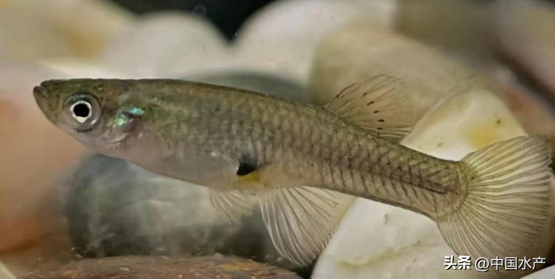 水生外来物种入侵防控工作方案,水生动物防疫