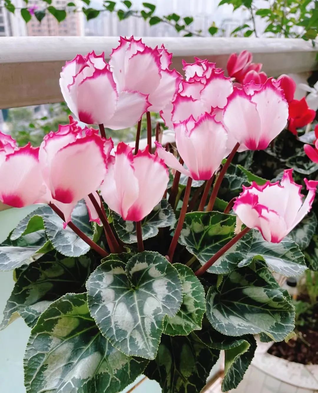 种什么花一年四季开花还好打理,南方一年四季蔬菜播种时间表