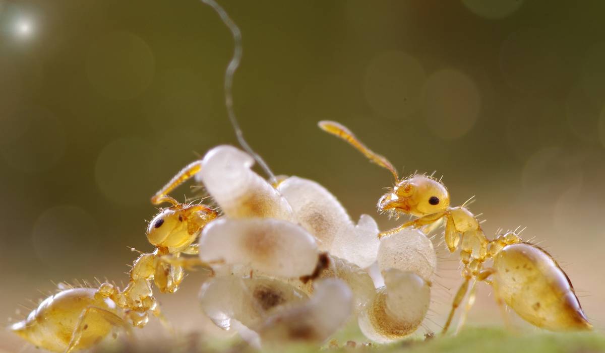 澳洲连蚂蚁都是狠角色？父子露营发现蚂蚁撕咬毒蛇，差点只剩白骨