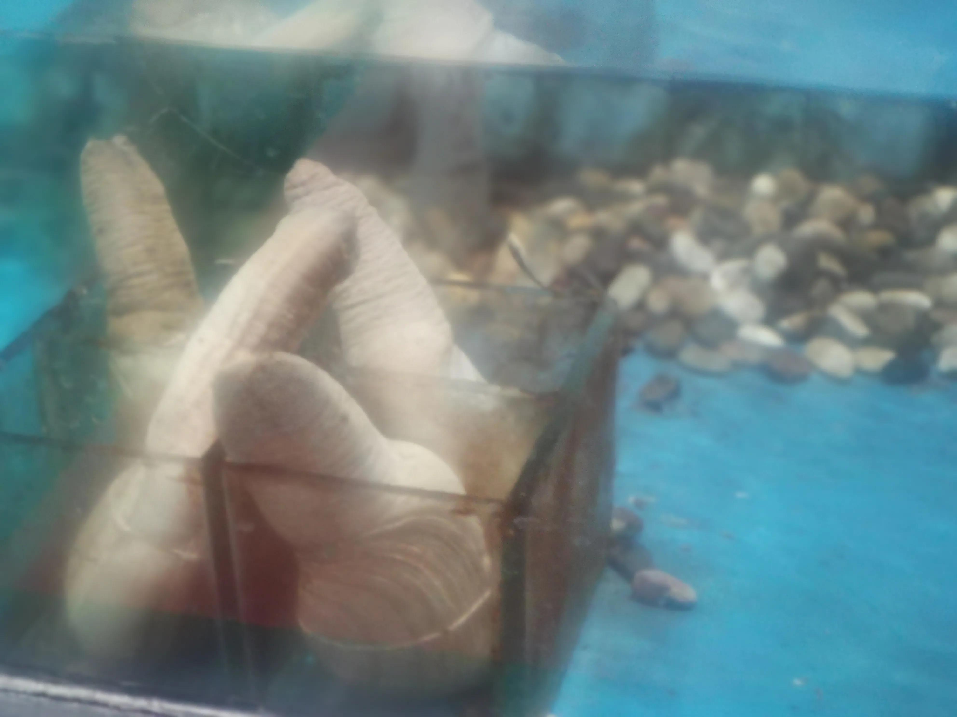 东营蓝海饭店哪家好吃,蓝海国际大饭店东营自助餐