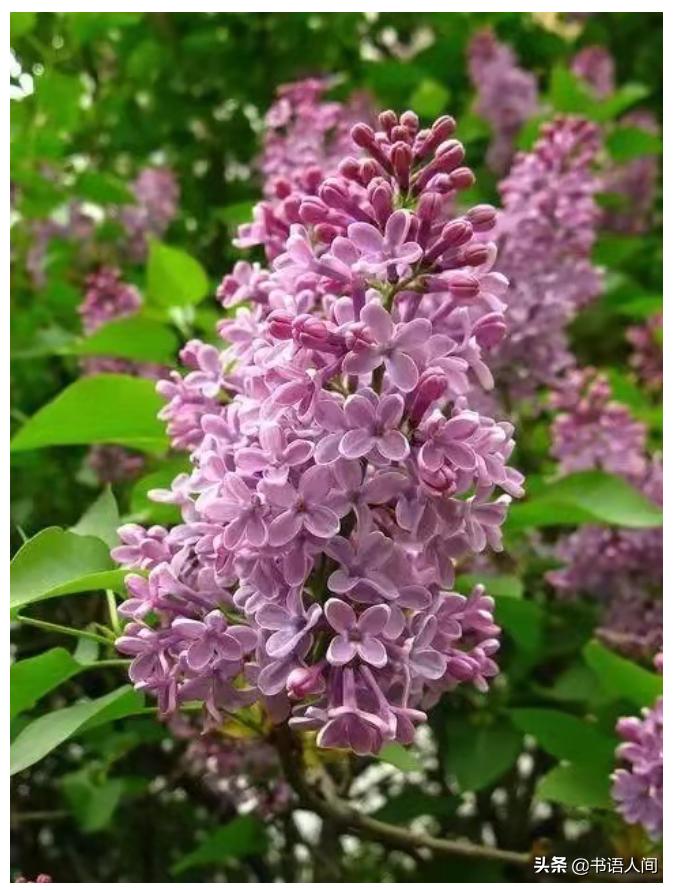 古人的生活雅趣,古人的雅致是深入骨子里