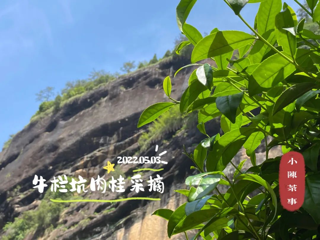 乌龙桂花香茶和兰花香有什么区别,玉兰花茶有香味吗