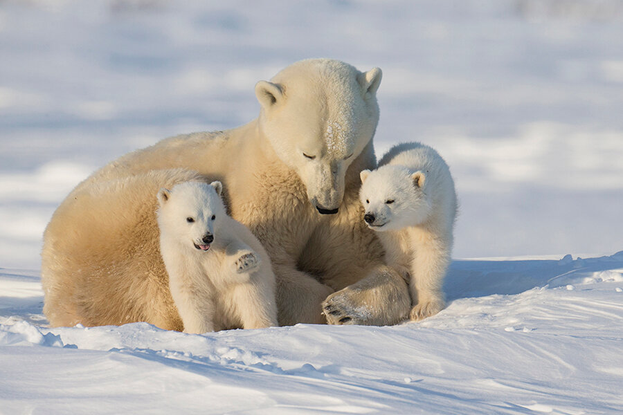 一组耐人寻味的动物图片引人深思,让人很惊艳的动物照片
