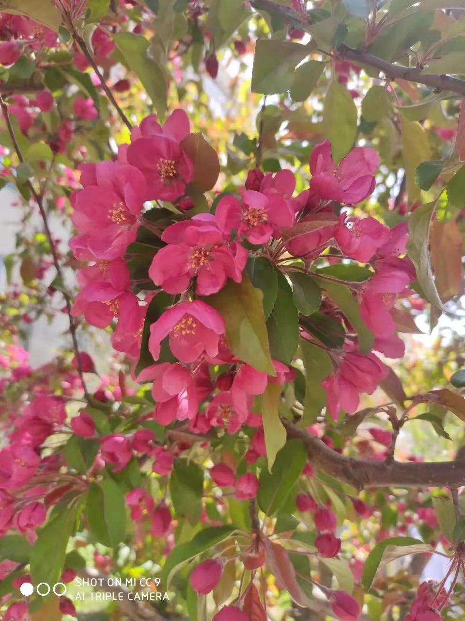 原创微型散文诗：乐与春天合影爱与快乐同行