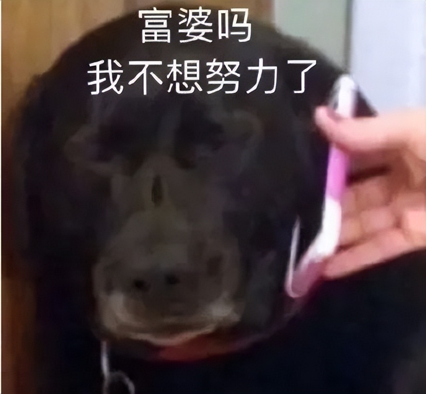 不想买皇家猫粮，但被医生拿捏了