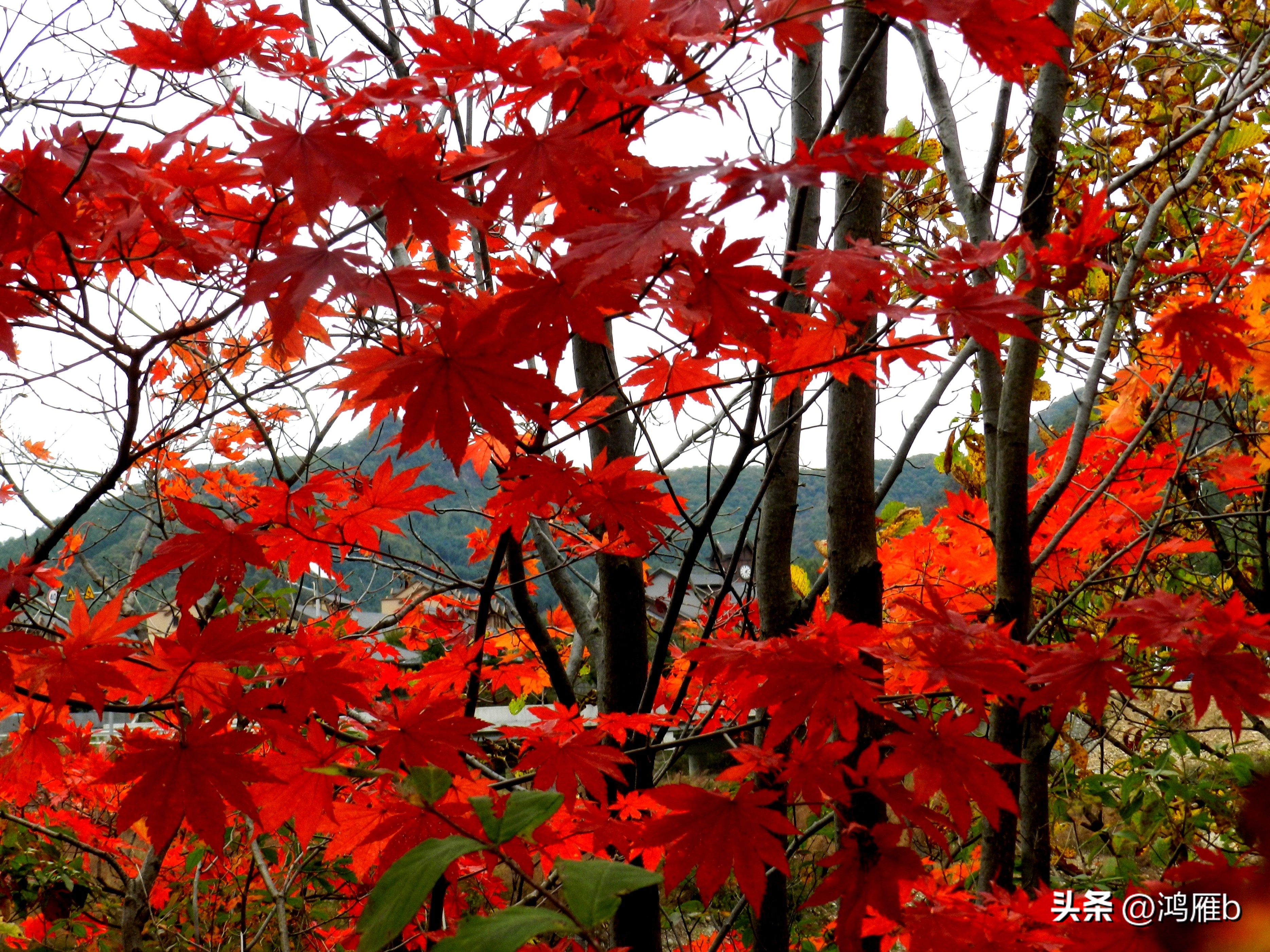 本溪温泉汤沟门票价格,本溪花溪沐枫雪温泉小镇