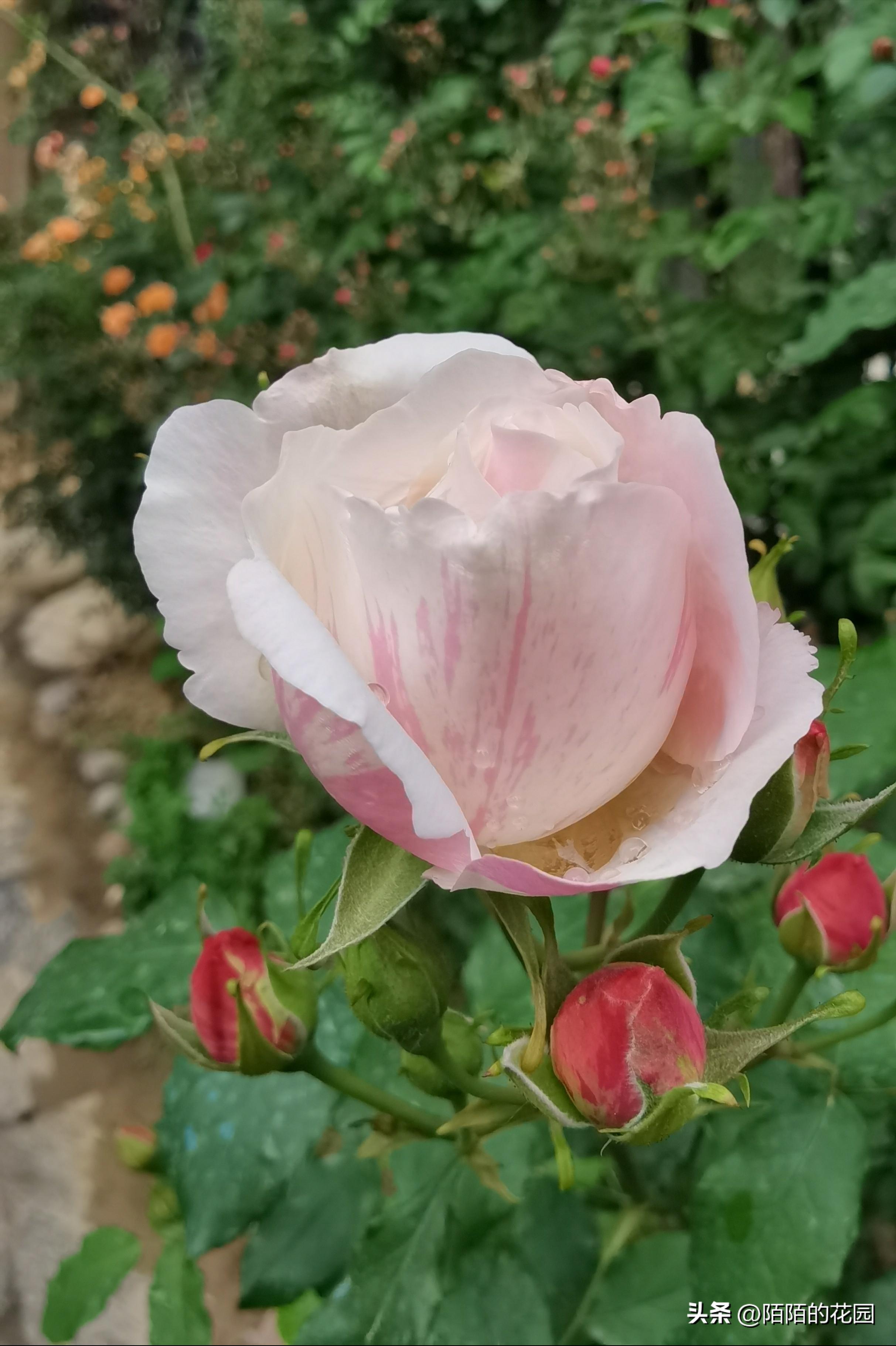 夏季浪漫月季怎么养殖,月季情书的养护