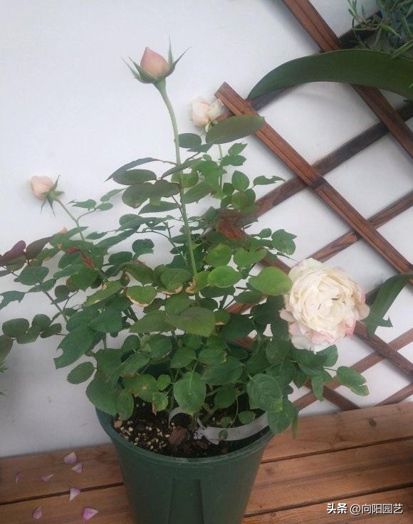 月季不发芽怎么处理,月季扦插用蛭石还是用水泡生根快