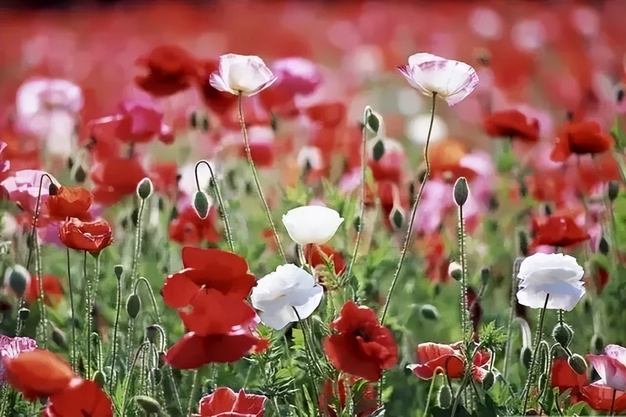 花田小镇爱丽丝,8000亩花田小镇