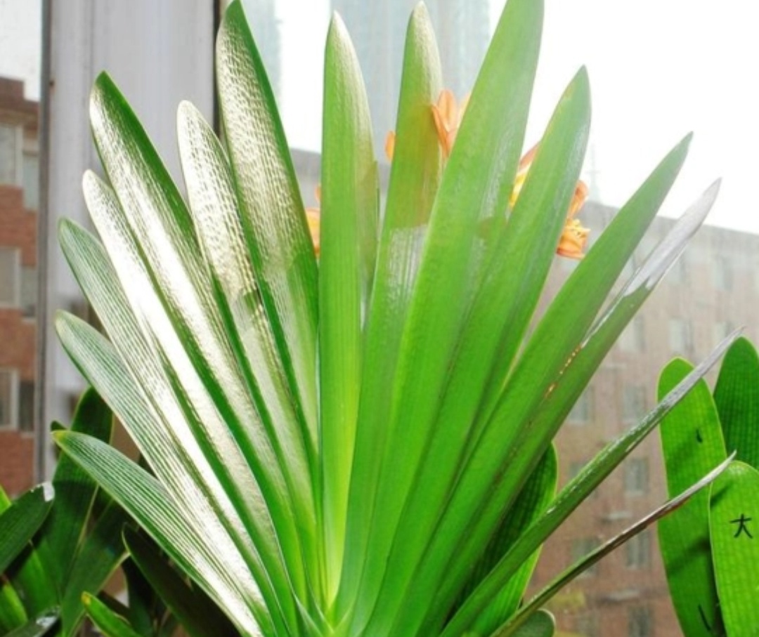 养君子兰叶亮开花多全靠4个诀窍,君子兰顺口溜大全