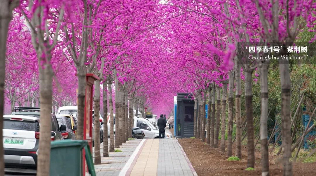 四季春一号紫荆树园林应用实例,四季春一号紫荆树行道树