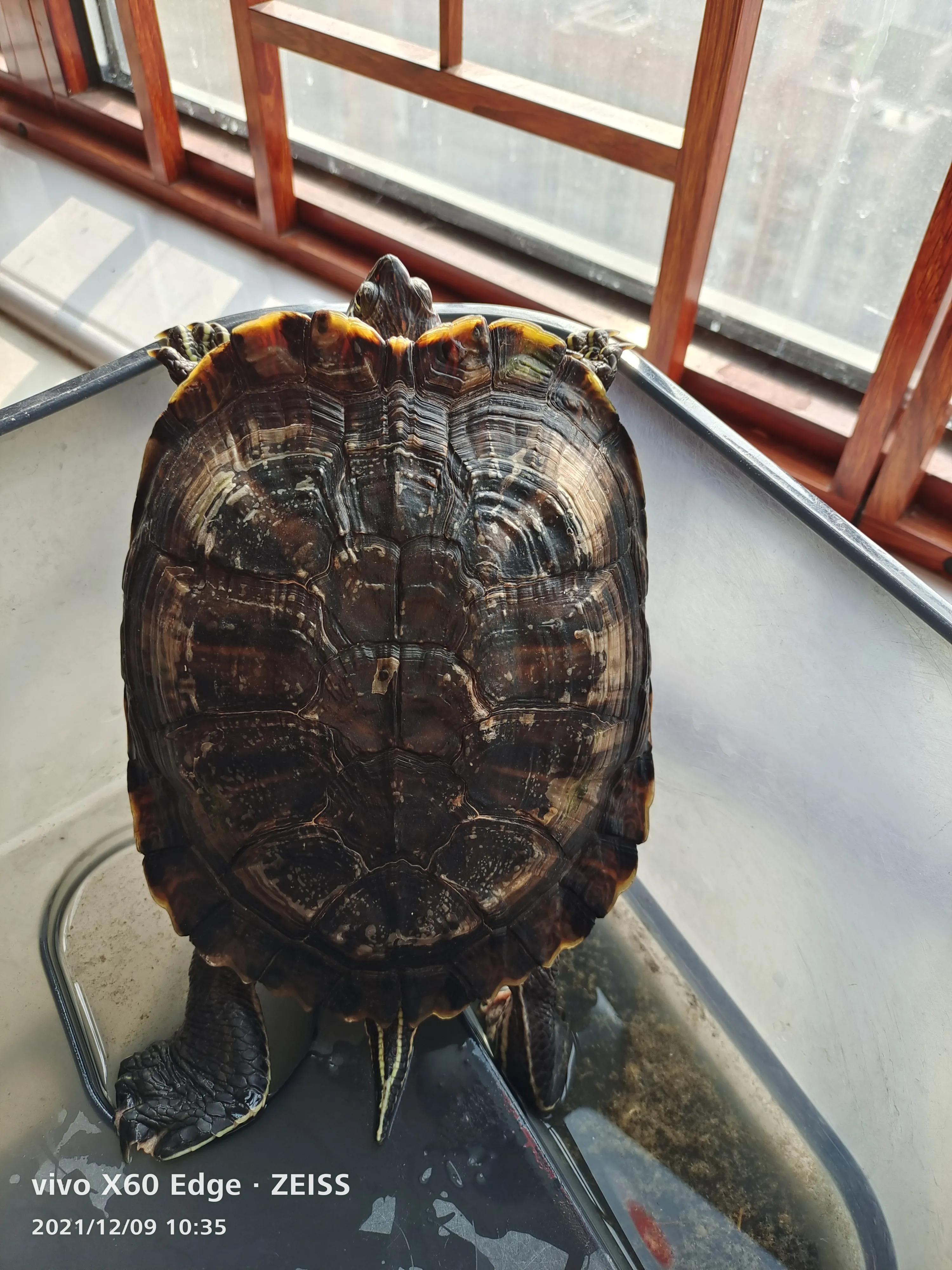 宠物龟长大了,我家的小龟长大了