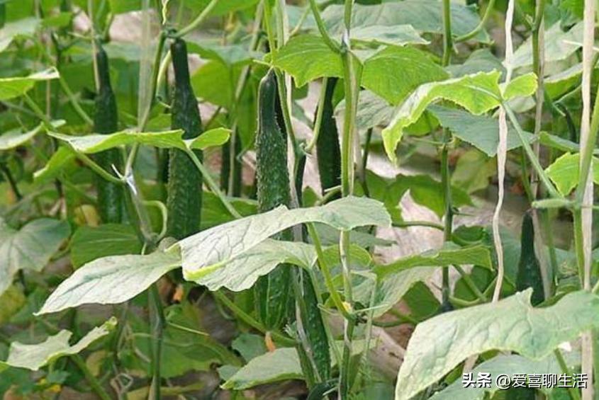 减脂食谱日常菜谱,不会发胖减脂的食谱