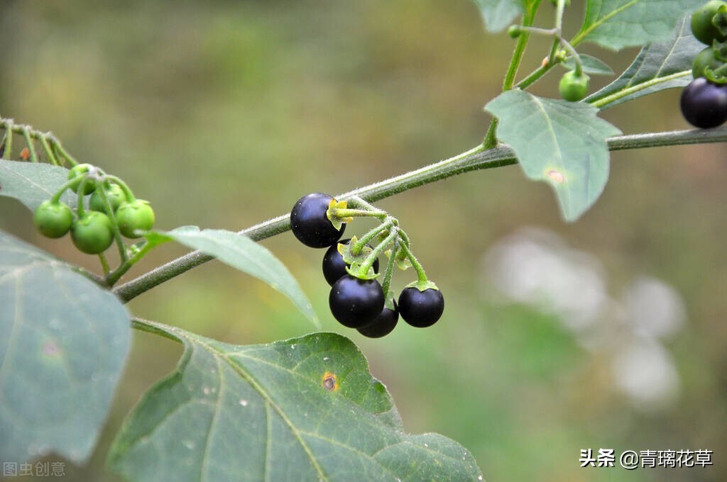 夏天开好多种颜色的小花,夏天里开的最茂盛的花朵有哪些