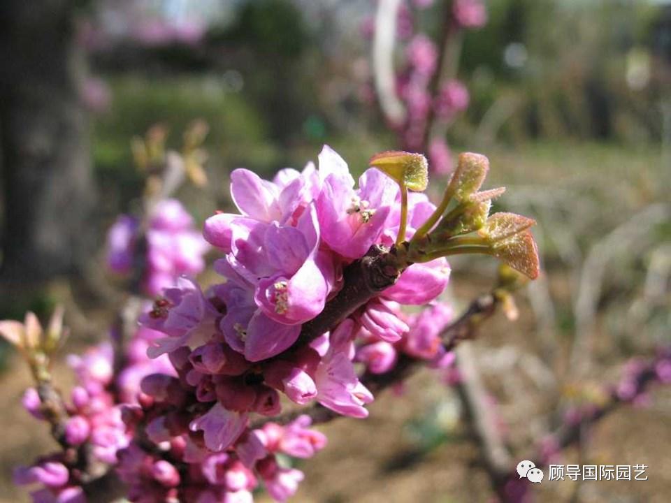 南方人爱不够的紫荆花，北方人懵了：“这哪儿是紫荆花啊？”