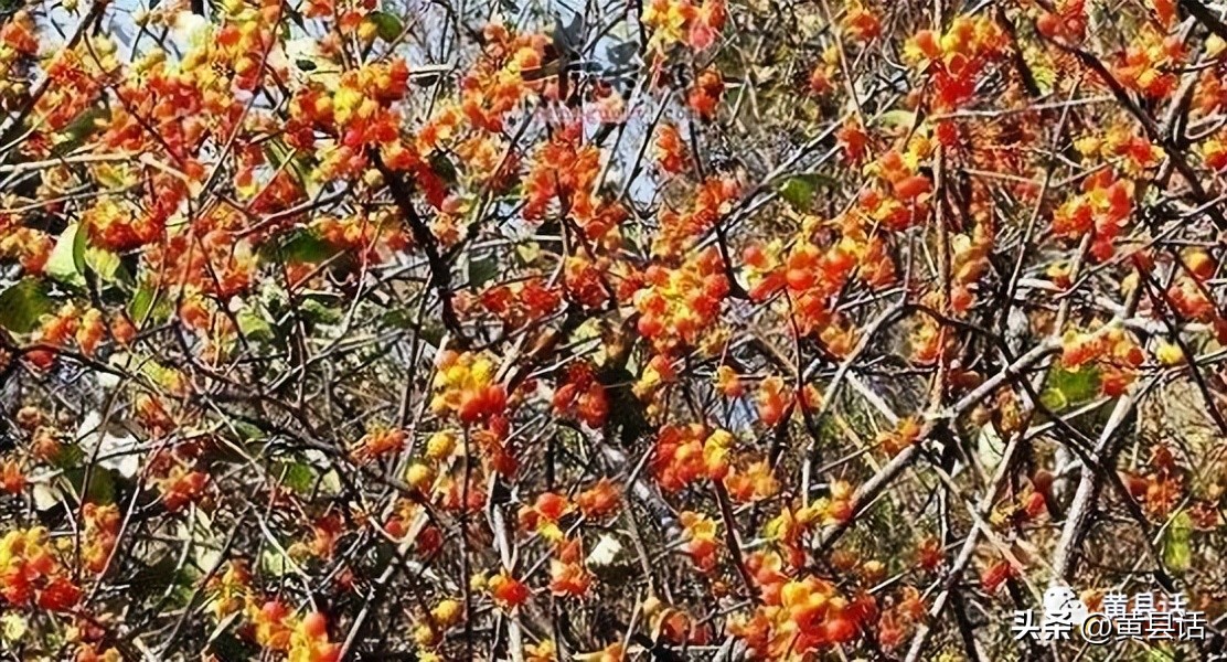 南蛇藤有几个品种图片,南蛇藤是干花吗