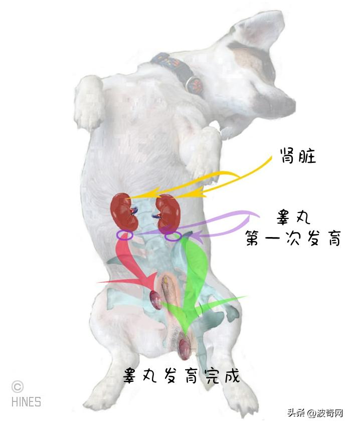 流浪狗吓人视频大全集,母狗没绝育得乳腺肿瘤吗