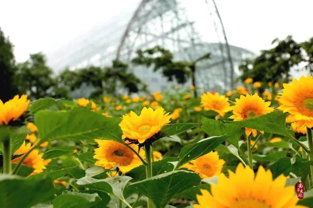 看重庆，来南岸|不看南岸这些地方，就不算到过重庆