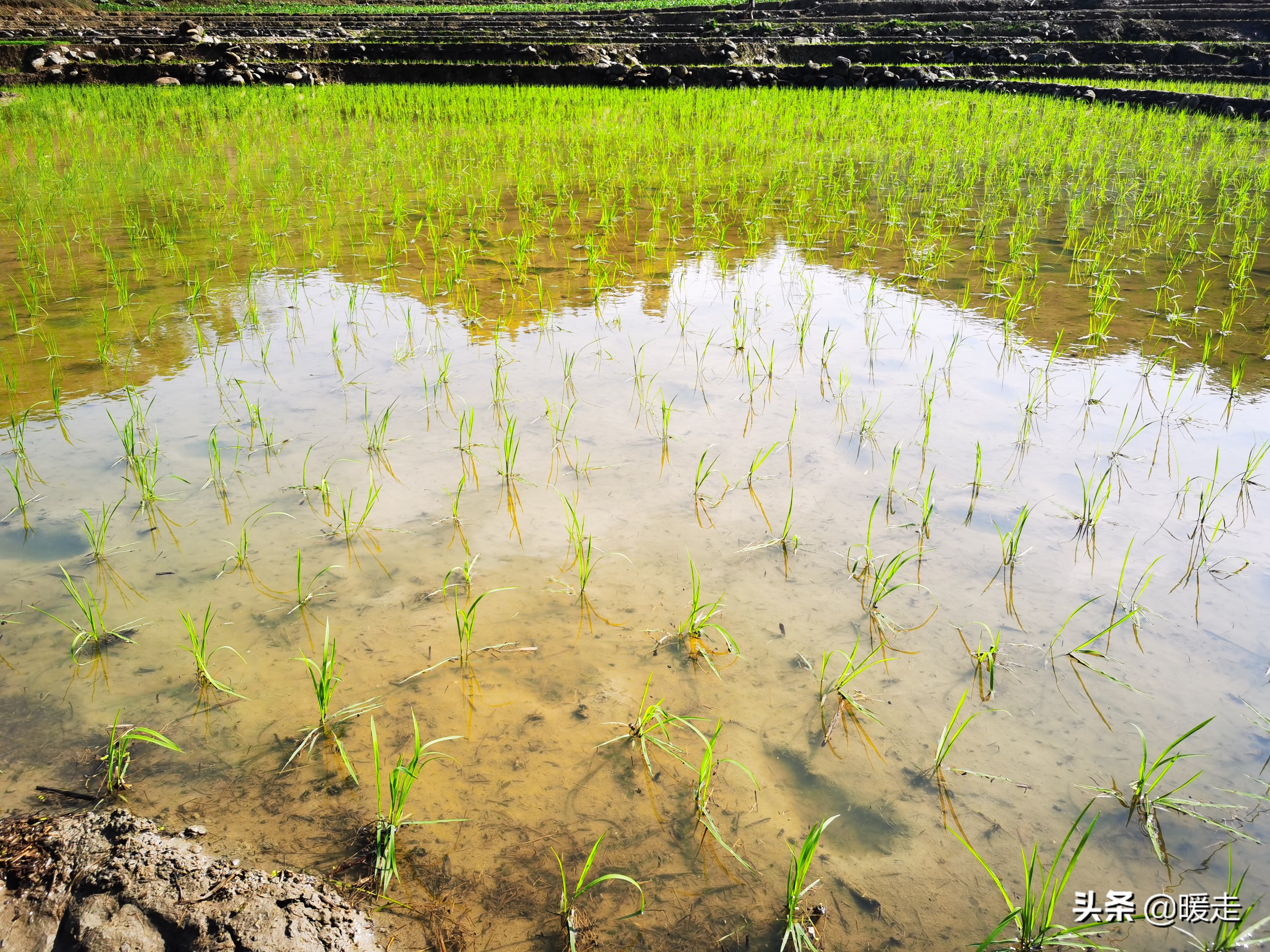 广西农民种田,乡村种田的生活视频