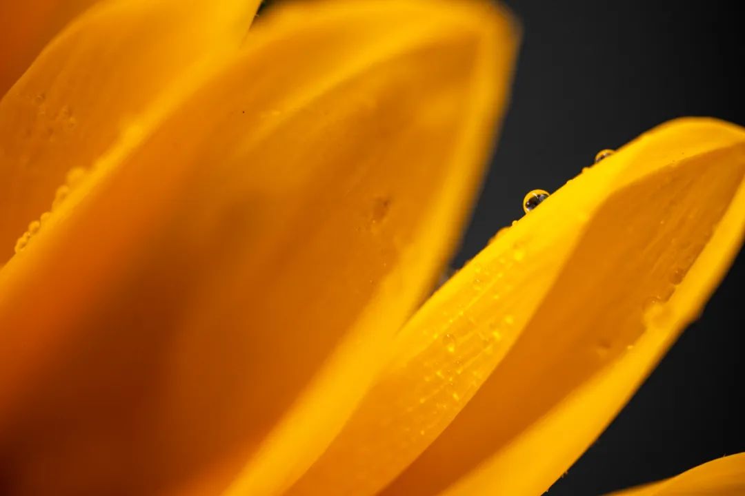 老蛙100mmf2.8微距的使用方法,老蛙100mm微距镜头实用测评