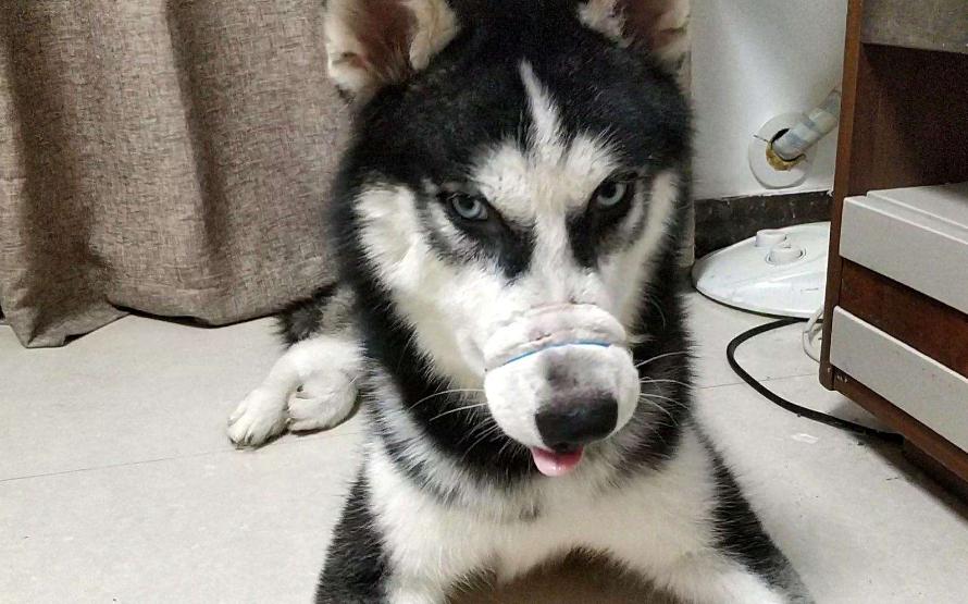 哈士奇西伯利亚雪橇犬,纯种西伯利亚雪橇犬哈士奇