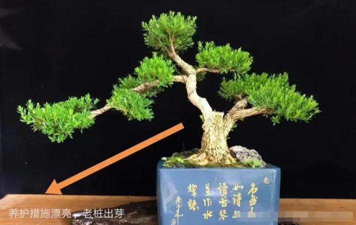 黄杨老桩盆景的养护方法,黄杨老桩不套袋怎么发芽