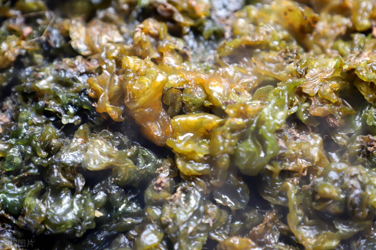 名字很土但很好吃的中国食物,名字不好听但却美味的野菜