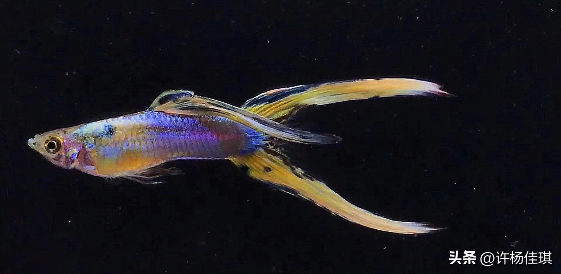 孔雀鱼品种详细介绍大全附图,最能繁殖的孔雀鱼是哪种品种