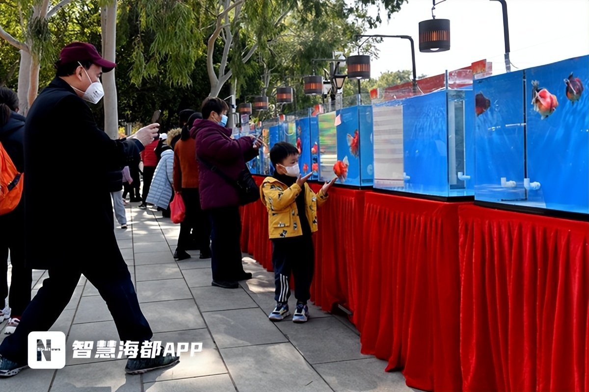 最珍贵的中国传统金鱼,福州西湖金鱼展