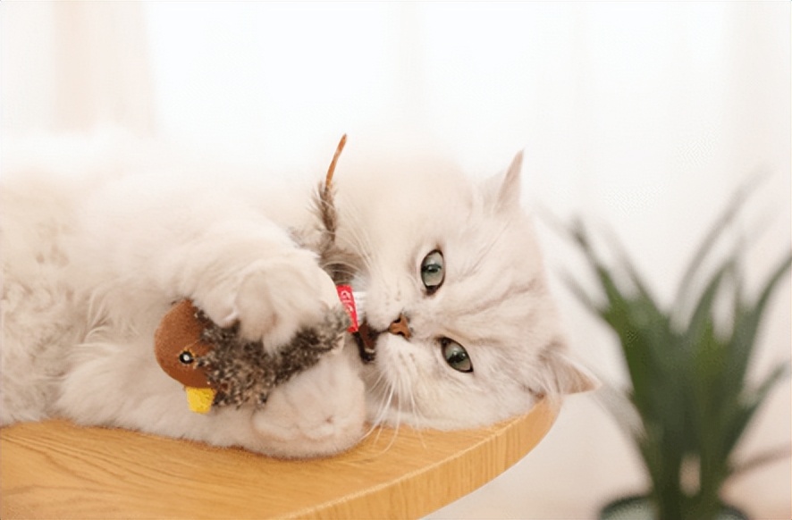 猫咪玩具建议买哪些,猫咪喜欢的小玩具有哪些
