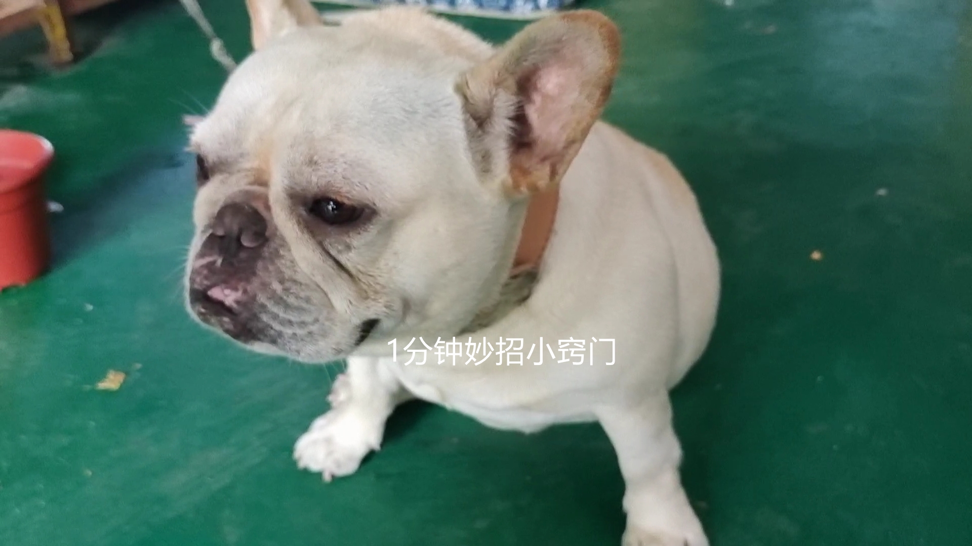 被狗追怎么自救才安全,被狗追怎么办最快最有效的方法