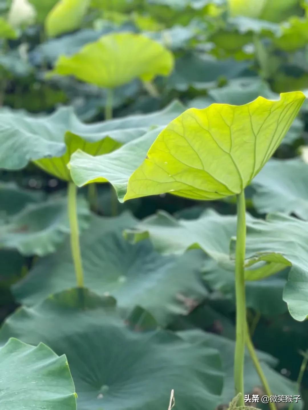 城市里的氧吧,广州番禺莲花山旅游区