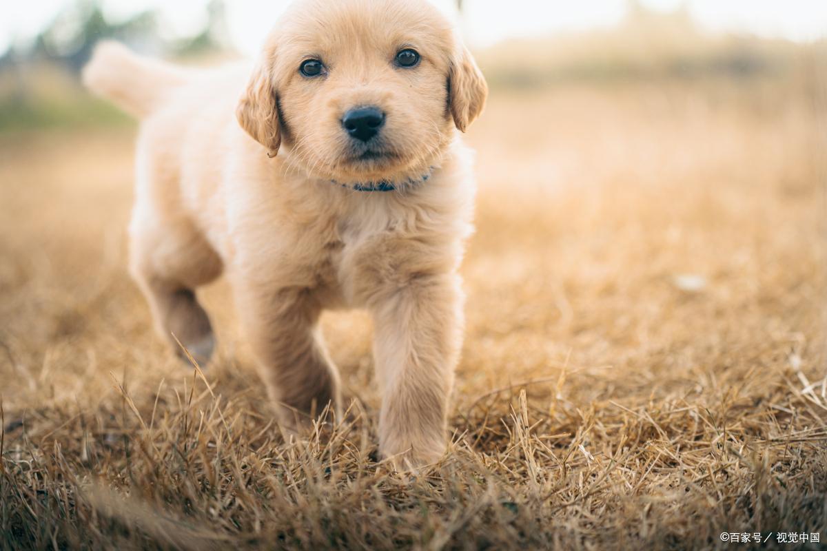 金毛寻回犬百科介绍,金毛路虎网红介绍