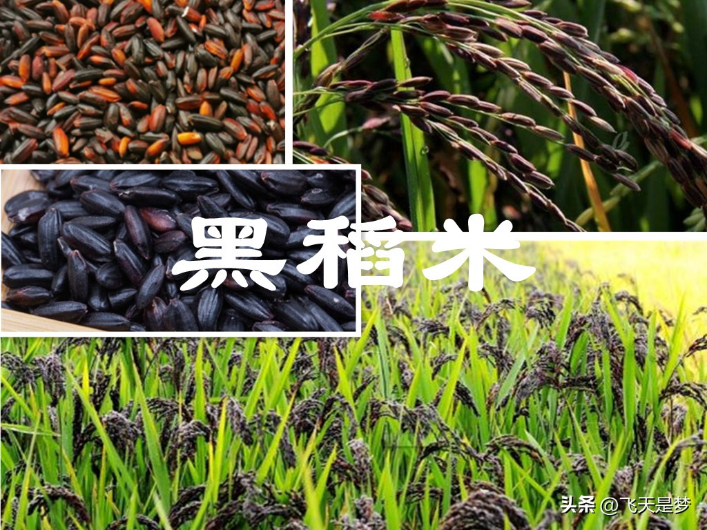 人工合成黄金米,黄金米是什么合成的能吃吗