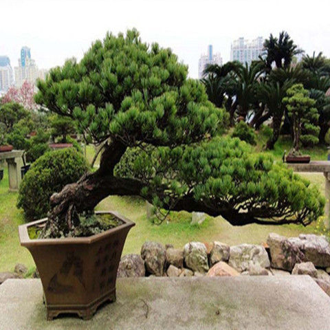 老话“客厅有树，十有九富”，不是迷信，还是有些科学依据的