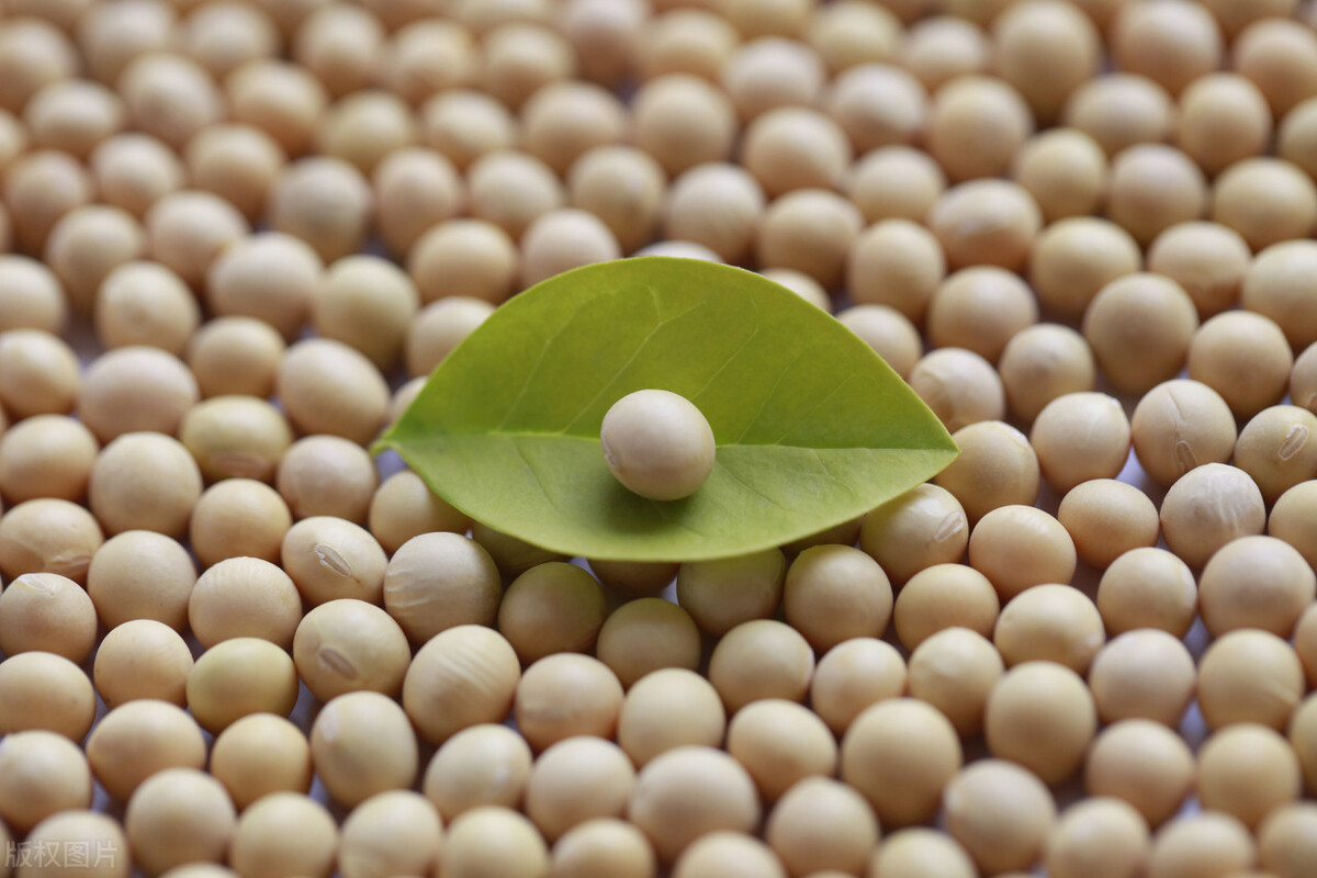 大豆还会涨价吗今日大豆价格,大豆行情今日大豆最新价格